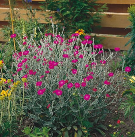 Lychnis coronaria geen maat specificatie 0,55L/P9cm - afbeelding 1