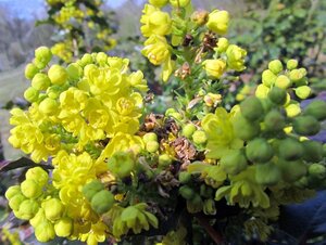Mahonia aq. 'Apollo' 30-40 cm container - afbeelding 2