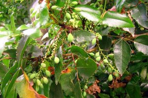 Mahonia aq. 'Apollo' 30-40 cm container - afbeelding 5