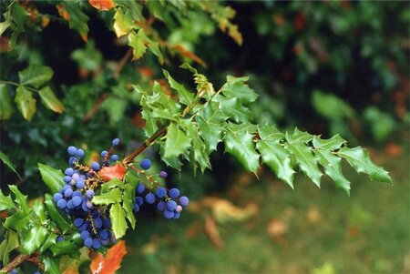 Mahonia aquifolium 60-80 cm met kluit - afbeelding 2