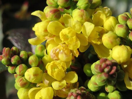 Mahonia aquifolium 60-80 cm met kluit - afbeelding 3