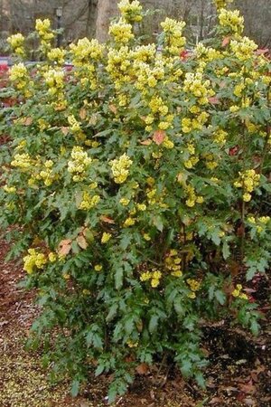 Mahonia aquifolium 60-80 cm met kluit - afbeelding 4