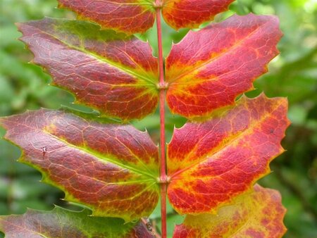 Mahonia aquifolium 60-80 cm met kluit - afbeelding 5