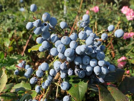 Mahonia aquifolium 60-80 cm met kluit - afbeelding 6