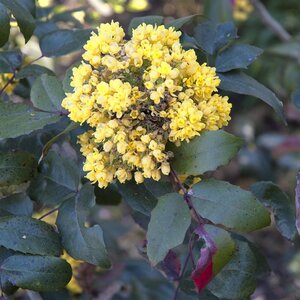 Mahonia aquifolium 80-100 cm met kluit