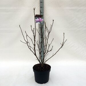 Magnolia 'Betty' 60-80 cm cont. 10L - afbeelding 1