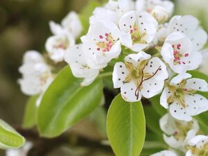 Malus d. 'Alkmene' dubbele U met rek wortelgoed - afbeelding 1