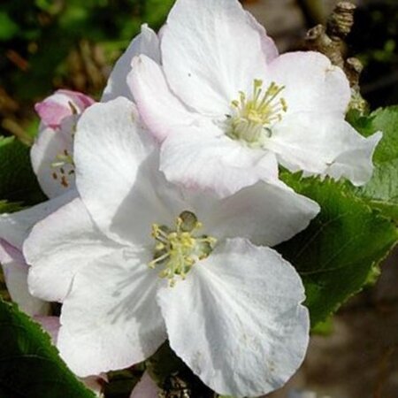 Malus d. 'Alkmene' dubbele U met rek wortelgoed - afbeelding 3