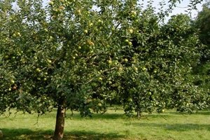 Malus d. 'Alkmene' enkele U met rek wortelgoed - afbeelding 2