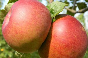 Malus d. 'Brabant Bellefleur' 8-10 Hoogstam wortelgoed