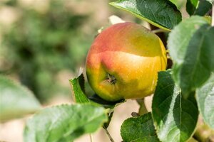 Malus d. 'Bramley's Seedling' laagstam wortelgoed leiboom rek