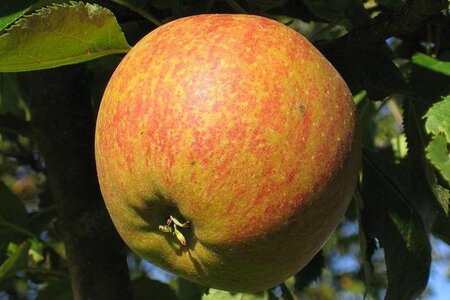 Malus d. 'Cox's Orange Pippin' 20-25 Hoogstam draadkluit 4 X verplant - afbeelding 2