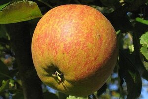 Malus d. 'Cox's Orange Pippin' 20-25 Hoogstam draadkluit 4 X verplant - afbeelding 2