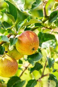 Malus d. 'Cox's Orange Pippin' 6-8 Halfstam wortelgoed