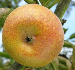 Malus d. 'Court-Pendu' 14-16 Hoogstam wortelgoed 2 X verplant