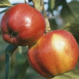 Malus d. 'Danziger Kantapfel' 6-8 Halfstam wortelgoed