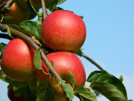 Malus d. 'Ecolette' 10-12 Halfstam wortelgoed