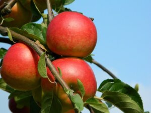 Malus d. 'Ecolette' 10-12 Halfstam wortelgoed