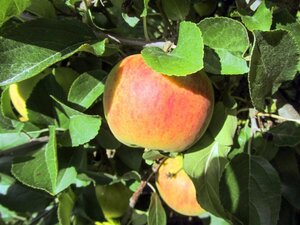 Malus d. 'Elstar' (Laat) 10-12 Hoogstam met kluit