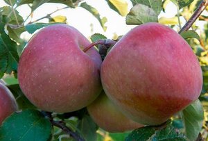 Malus d. 'Fuji' 10-12 Hoogstam wortelgoed