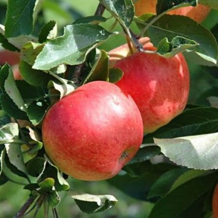 Malus d. 'Gala' (laat) 6-8 Halfstam BAG