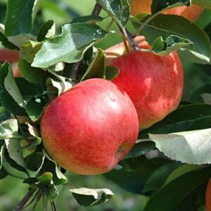 Malus d. 'Gala' (laat) 6-8 Halfstam BAG