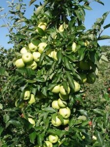 Malus d. 'Golden Delicious'  16-18 Hoogstam wortelgoed 3 X verplant - afbeelding 2
