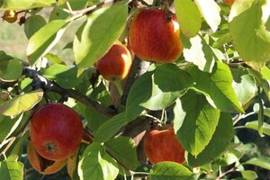 Malus d. 'Geheimrat Dr Oldenburg' 14-16 Hoogstam draadkluit 2 X verplant