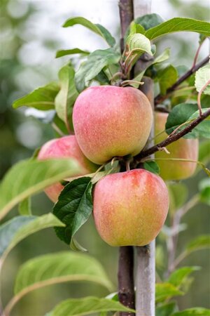 Malus d. 'Gloster' 10-12 Halfstam wortelgoed - afbeelding 3