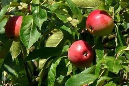 Malus d. 'Gloster' 14-16 Hoogstam wortelgoed 2 X verplant - afbeelding 4