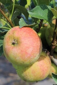 Malus d. 'Goudreinette'=Schone van Boskoop 18-20 Hoogstam draadkluit 3 X verplant
