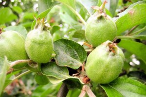 Malus d. 'Gravensteiner' 8-10 Halfstam wortelgoed