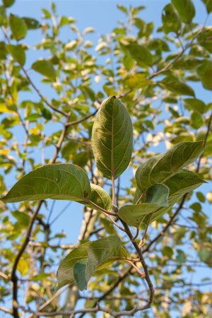 Malus d. 'Gravensteiner' dubbele U met rek wortelgoed - afbeelding 1