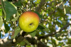 Malus d. 'Gravensteiner' dubbele U met rek wortelgoed - afbeelding 4