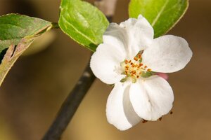 Malus d. 'Gravensteiner' enkele U met rek wortelgoed - afbeelding 3