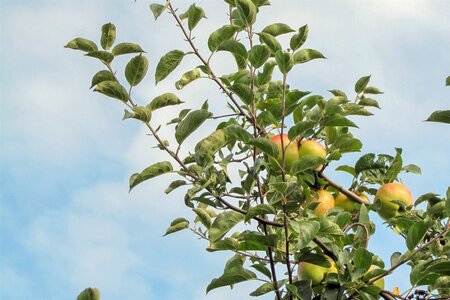 Malus d. 'Gravensteiner' enkele U met rek wortelgoed - afbeelding 5