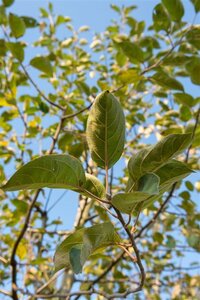 Malus d. 'Gravensteiner' laagstam wortelgoed leiboom rek