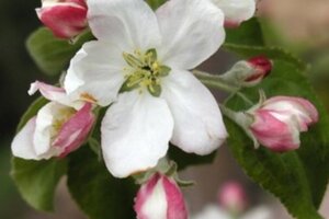 Malus d. 'Granny Smith' 14-16 Hoogstam wortelgoed 2 X verplant - afbeelding 2
