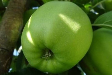 Malus d. 'Granny Smith' 14-16 Hoogstam wortelgoed 2 X verplant - afbeelding 3