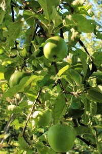 Malus d. 'Granny Smith' 18-20 Hoogstam draadkluit 3 X verplant