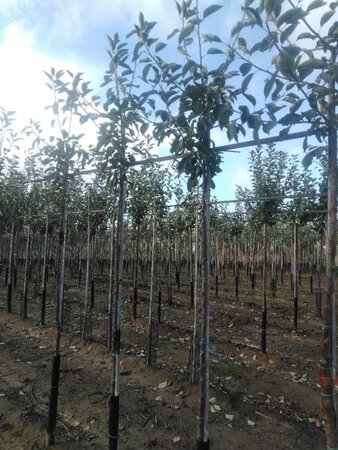 Malus d. 'Holstein' 6-8 Hoogstam wortelgoed onder vered.