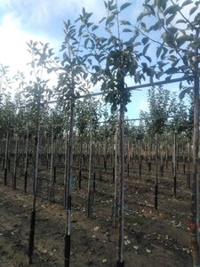 Malus d. 'Holstein' 6-8 Hoogstam wortelgoed onder vered.