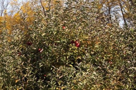 Malus d. 'Idared' 14-16 Hoogstam wortelgoed 2 X verplant - afbeelding 2