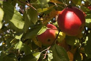 Malus d. 'Idared' 20-25 Hoogstam draadkluit 4 X verplant