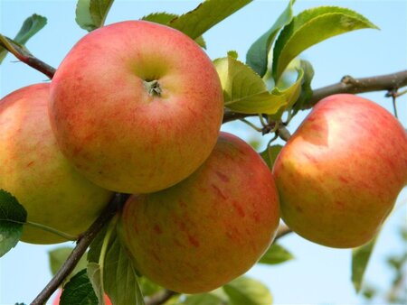 Malus d. 'James Grieve' 18-20 Hoogstam draadkluit 3 X verplant