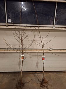 Malus d. 'James Grieve' 2jr. A kwal. wortelgoed struik