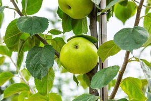 Malus d. 'Jacques Lebel' 10-12 Hoogstam met kluit