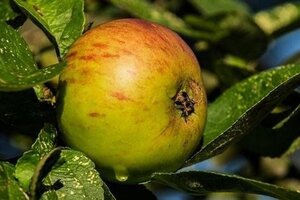 Malus d. 'Jacques Lebel' 14-16 Hoogstam draadkluit 2 X verplant