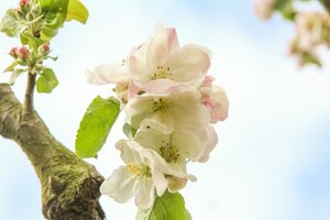 Malus d. 'Jacques Lebel' dubbele U met rek wortelgoed - afbeelding 1