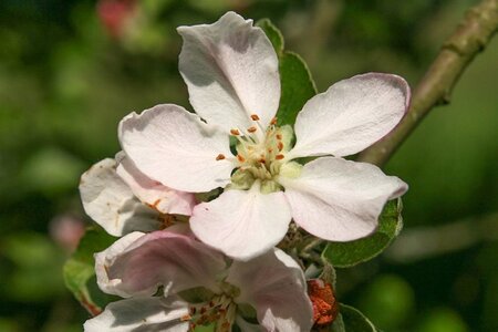 Malus d. 'Jacques Lebel' dubbele U met rek wortelgoed - afbeelding 5